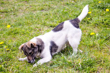 Naklejka na ściany i meble dog playing on the green grass