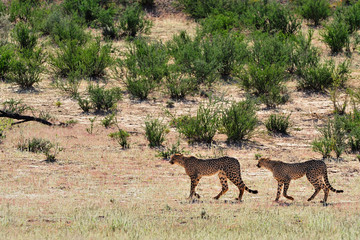 Two cheetahs walking