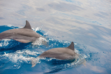 Bottlenose Dolphin Group