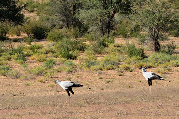 Couple of secretary birds