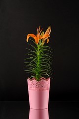 Orange Lilly in pink flowerpot