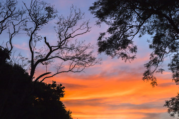 Sunset  Colors Trees Silhouetted Background