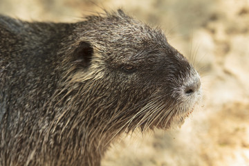 Nutria close-up