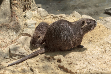 Nutria with her child © Vitaly Zubrytsky