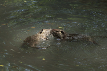 Fototapeta premium Nutria's kiss