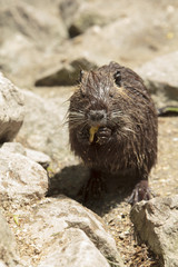 Nutria eats