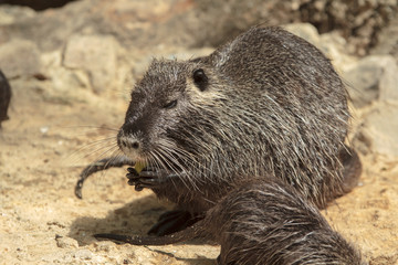 Coypu eats