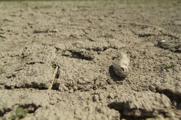Fototapeta na wymiar Drought