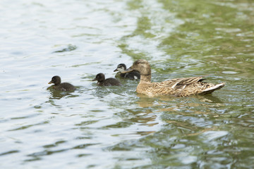 Duck's family