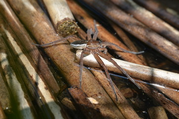 Dolomède des marais (Dolomedes fimbriatus) 