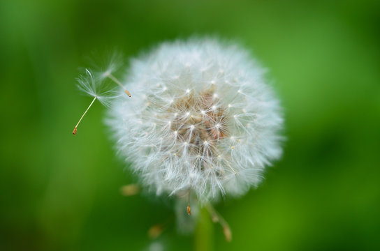 Fototapeta Pusteblume