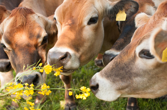 Three cows eat yellow flowers