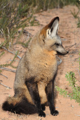 Bat-eared fox