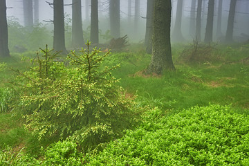 Fototapeta premium Spruce forest