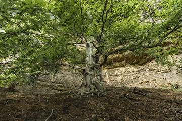 In the shade of a large tree