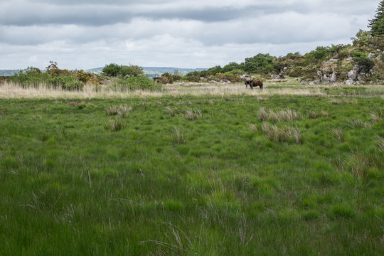 Cavallo nella steppa