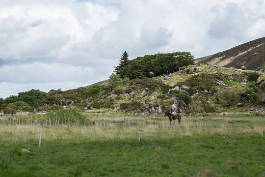 Cavallo nella steppa