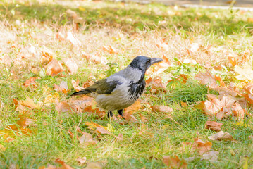 Hooded crow walking on the grass covered by leaves in autumn