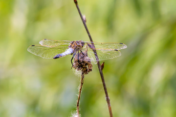 Dragonfly Wings