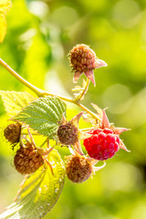 Close-up of the ripe raspberry