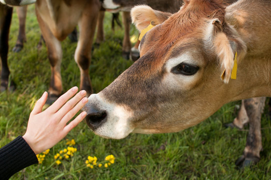 Cow and woman's hand