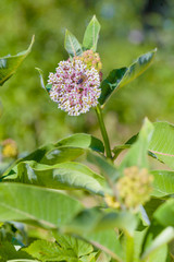 Asclepias syriaca Flower, also called Milkweed, and Bee
