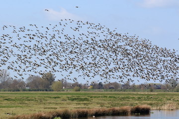 Vogelschwarm erhebt sich in die Luft © Maren Konitzer