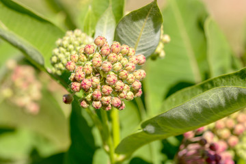 Asclepias syriaca Buds, also called Milkweed	