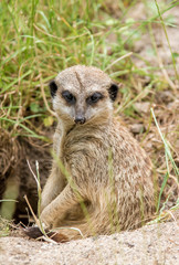 Erdmännchen macht Pause