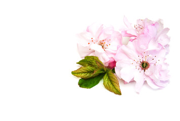 Obraz premium Sakura blossom on a white background