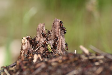 Ameisen auf einem Baumstumpf