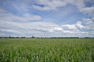 Field with Notwheat or Unbearded wheat, under a sky with clouds