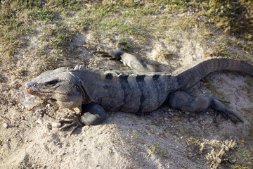 Mexican Iguana with an Ice Cube