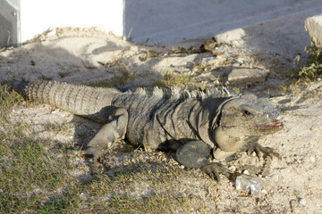 Mexican Iguana with an Ice Cube