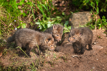 Red Fox Kit (Vulpes vulpes) Conference
