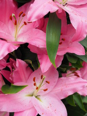 pinkfarbene Lilien 