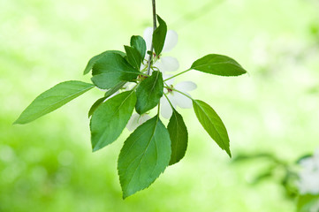 Apfwelbaum, Frühling - Blütezeit