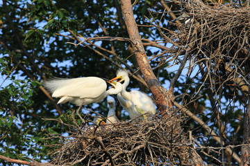 Great Egret (Ardea alba) breeding in Japan
