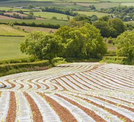 Crop plantations in the countryside - Devon, England.