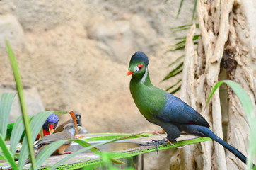 Touraco rare tropical bird