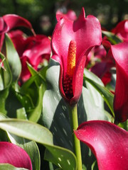 pinkfarbene Calla