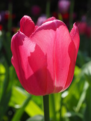 tulpe gegen sonnenlicht 