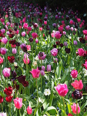 bunter blütenteppich  © sonnee101