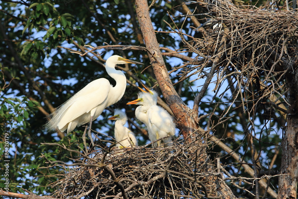 Wall mural Great Egret (Ardea alba) breeding in Japan