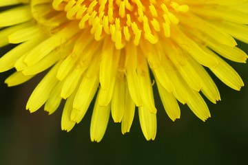 The flower yellow dandelion.