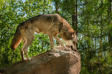 Grey Wolf (Canis lupus) Stands in Profile on Rock