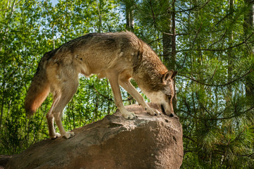 Fototapeta premium Grey Wolf (Canis lupus) Stands in Profile on Rock