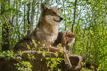 Papier Peint photo Loup Loup gris (Canis lupus) mère et chiot assis au sommet d& 39 un rocher