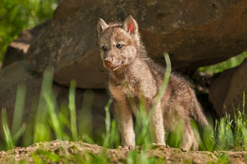 Naklejka na ściany i meble Grey Wolf (Canis lupus) Pup Stands in Front of Den