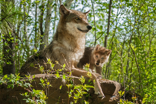 Fototapeta Grey Wolf (Canis lupus) Mother and Pup Sit Atop Rock